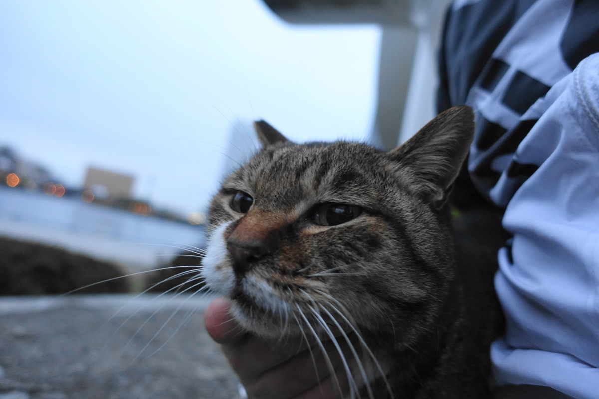 f:id:shigeo-t:20210312104629j:plain