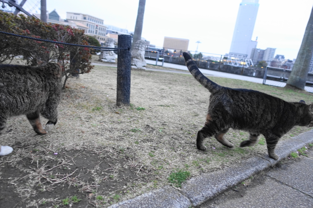 f:id:shigeo-t:20210312105028j:plain