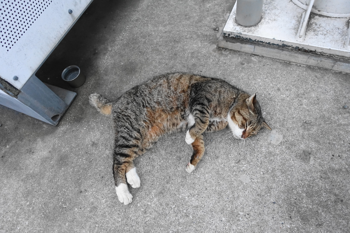 f:id:shigeo-t:20210317092707j:plain