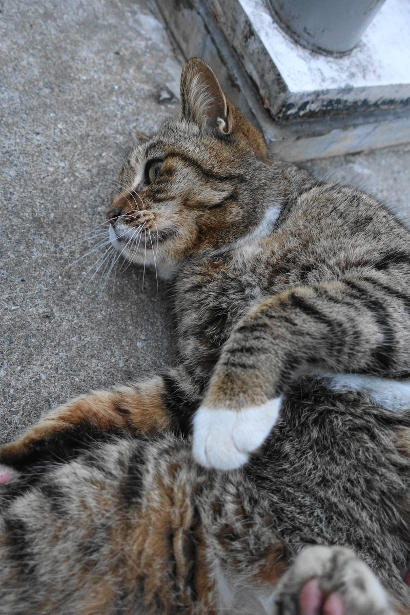 f:id:shigeo-t:20210317092719j:plain