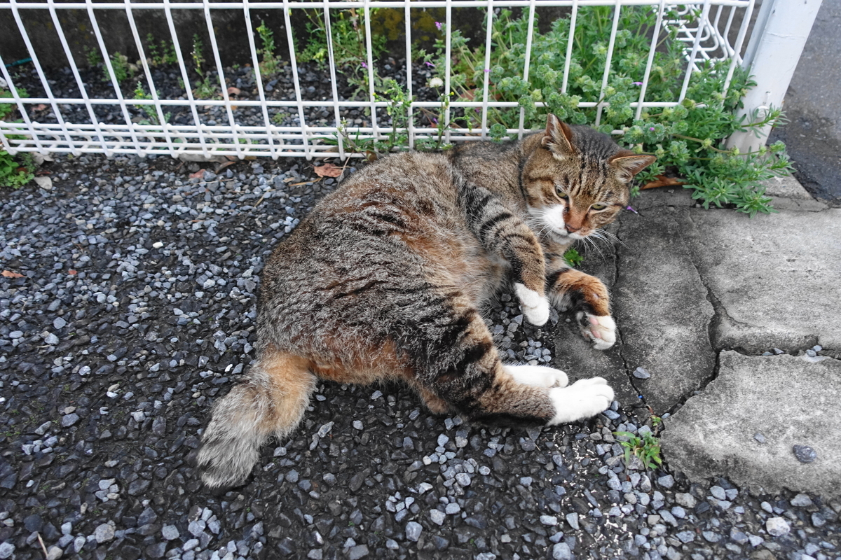 f:id:shigeo-t:20210317093127j:plain