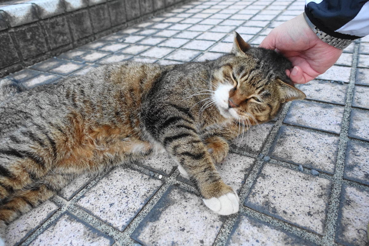 f:id:shigeo-t:20210317095555j:plain