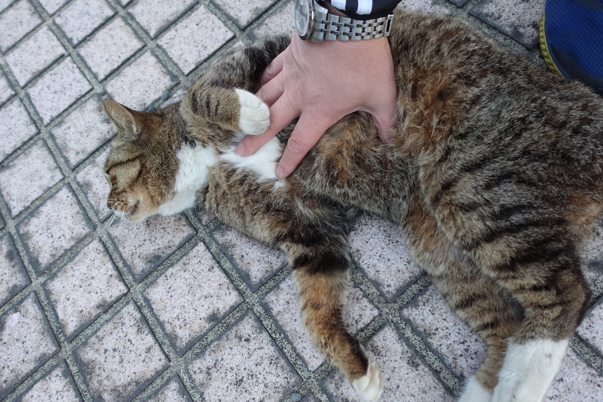 f:id:shigeo-t:20210317095614j:plain