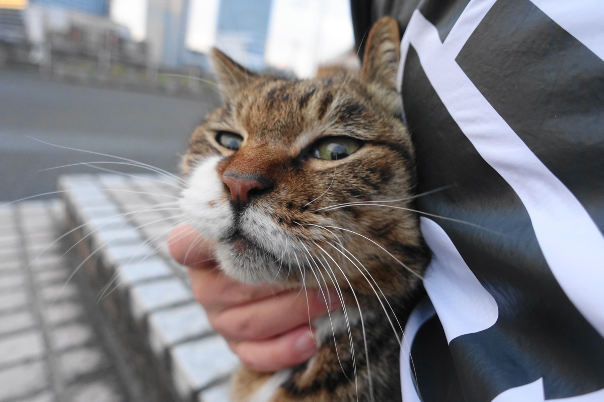 f:id:shigeo-t:20210317095629j:plain