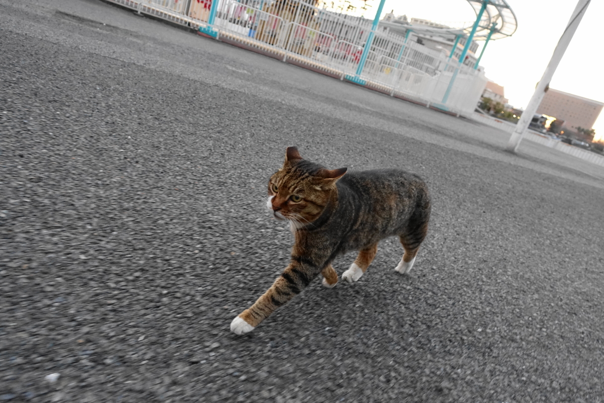 f:id:shigeo-t:20210317095705j:plain