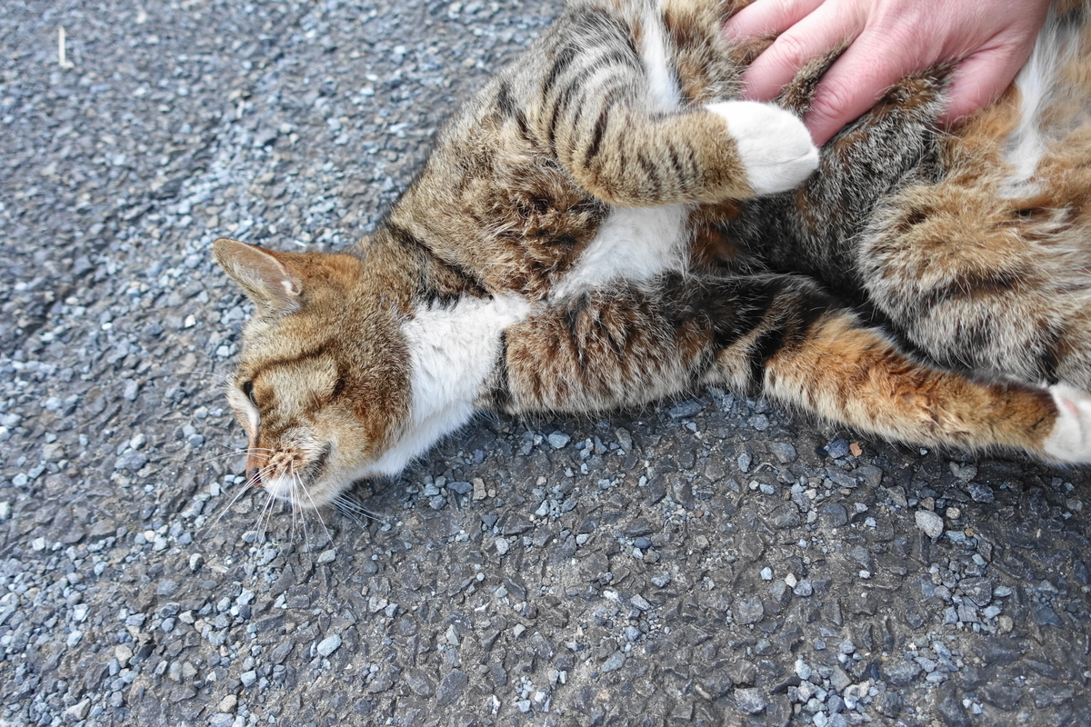 f:id:shigeo-t:20210317095804j:plain