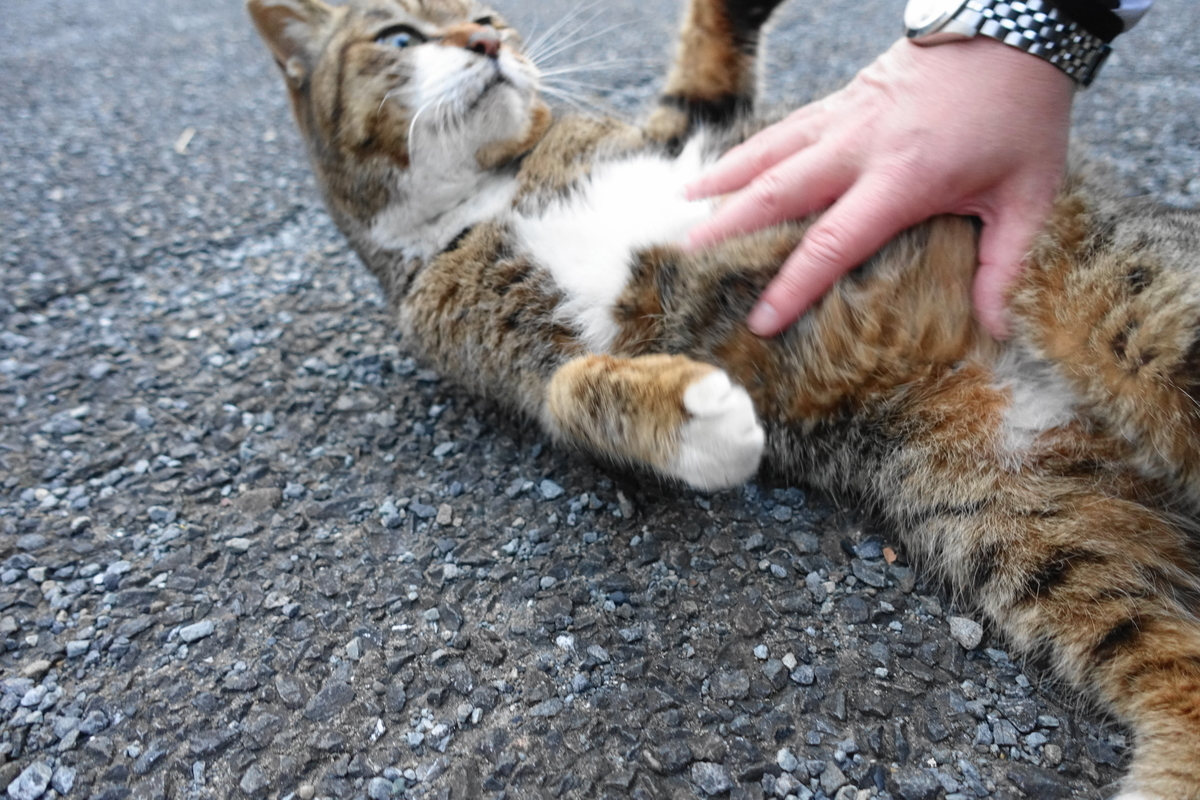 f:id:shigeo-t:20210317095816j:plain