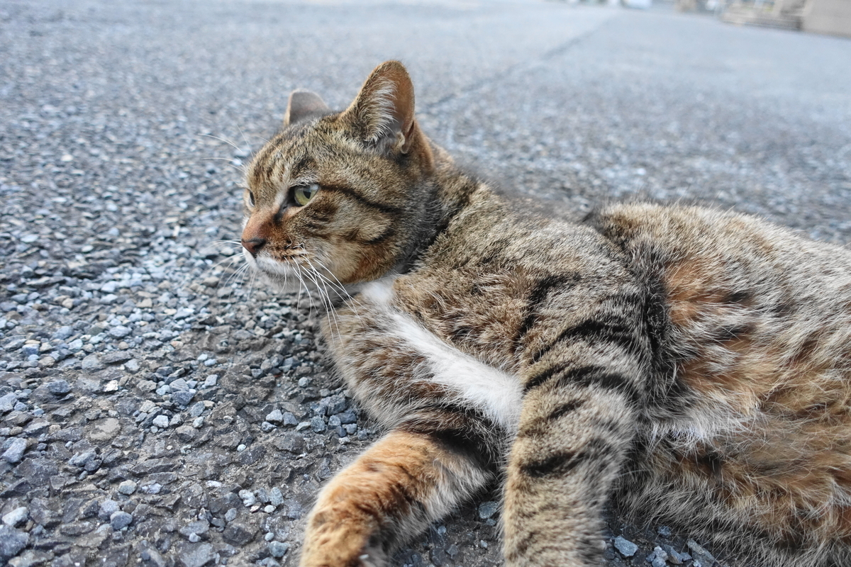 f:id:shigeo-t:20210317095830j:plain