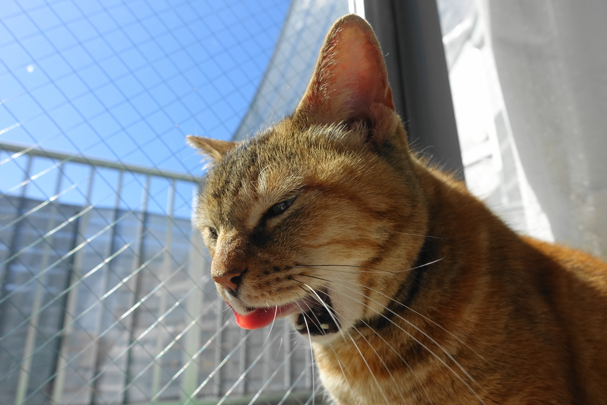f:id:shigeo-t:20210320111832j:plain