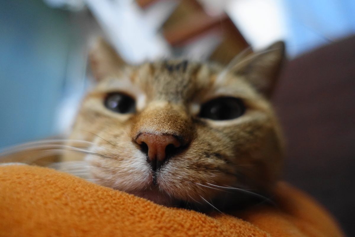 f:id:shigeo-t:20210320112321j:plain