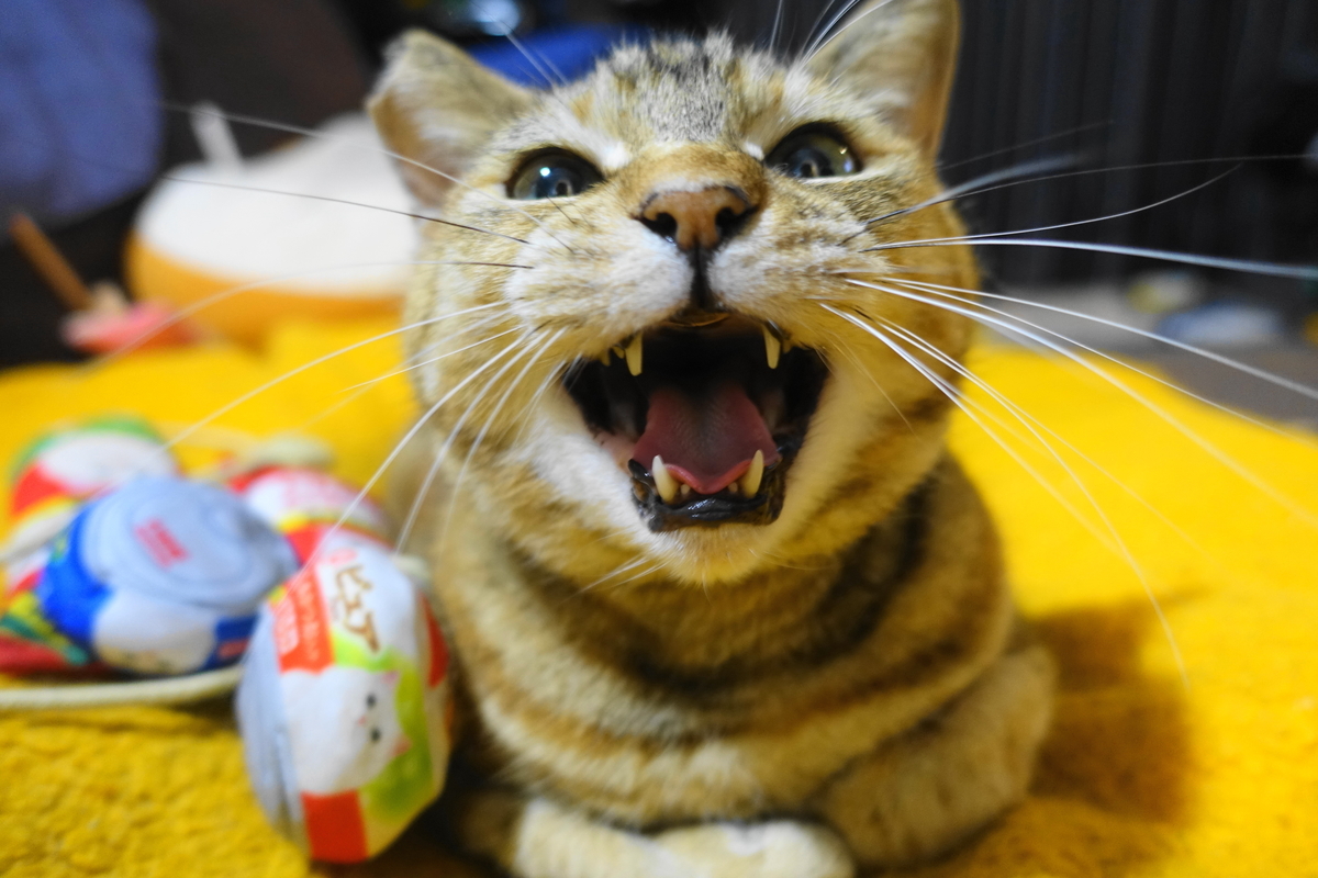 f:id:shigeo-t:20210320112836j:plain