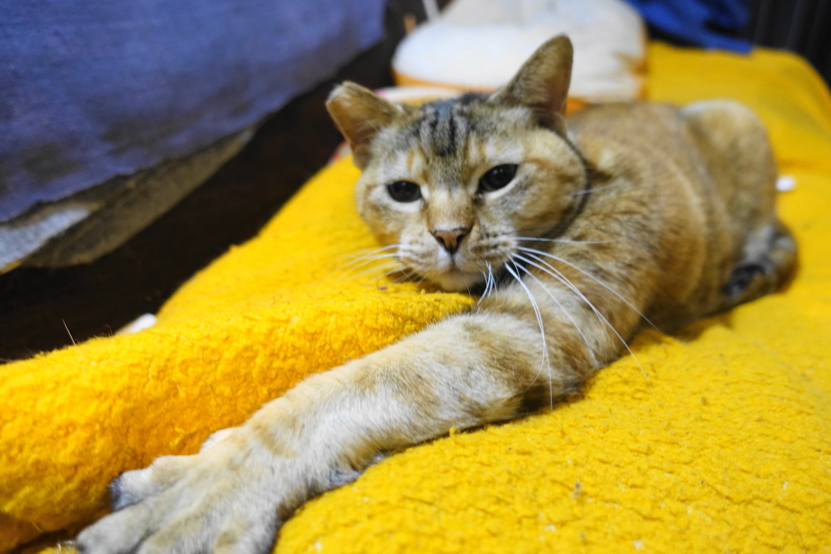 f:id:shigeo-t:20210320113212j:plain