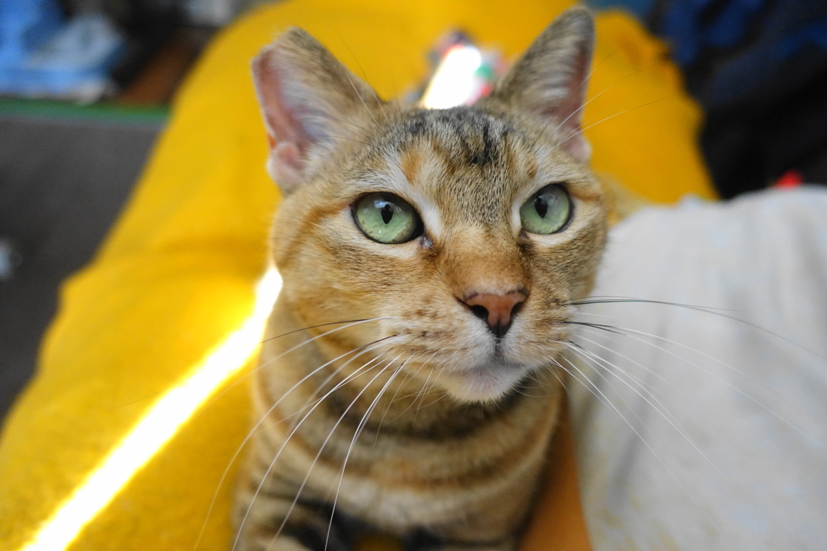 f:id:shigeo-t:20210320113338j:plain