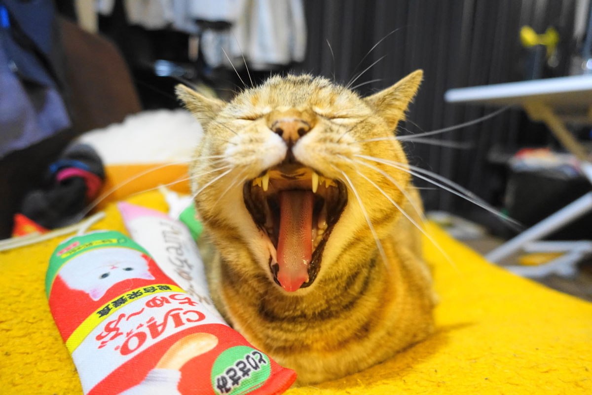 f:id:shigeo-t:20210320113440j:plain