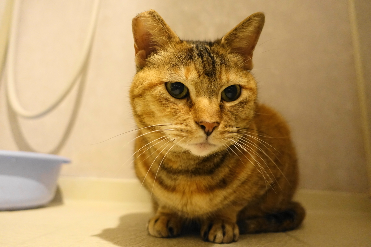 f:id:shigeo-t:20210322092251j:plain