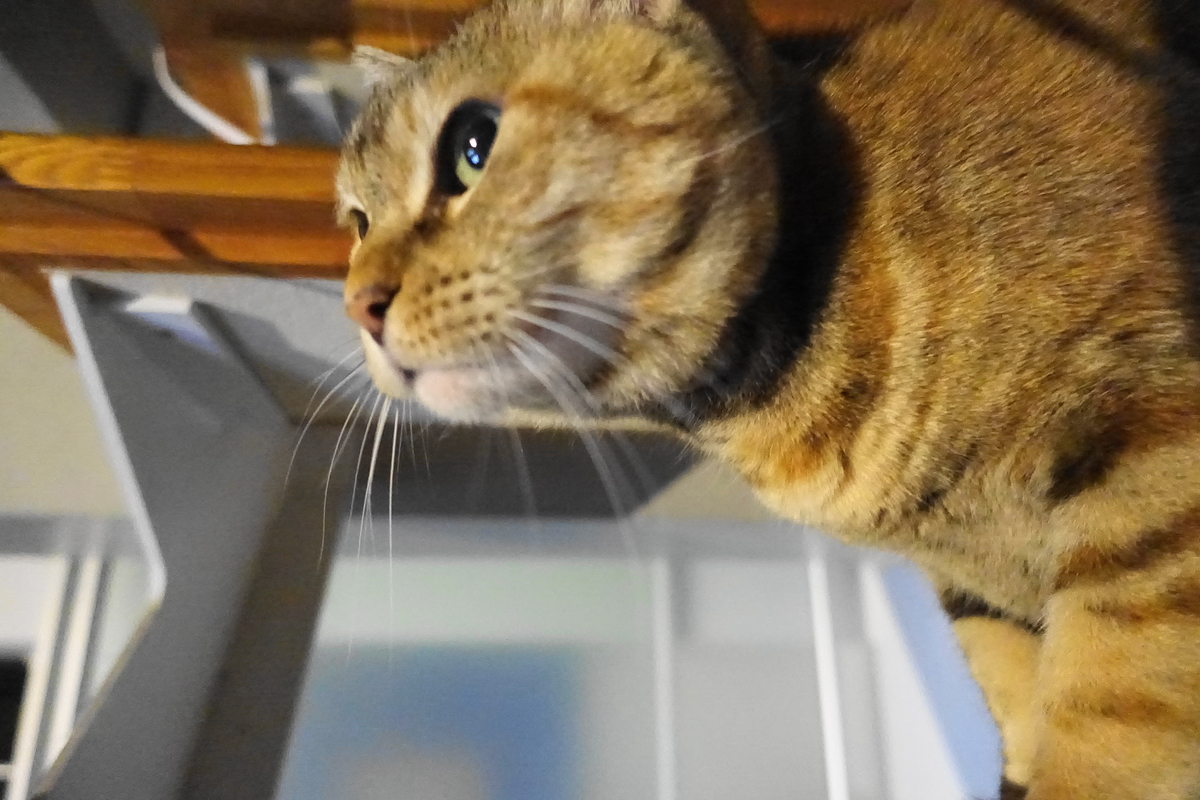 f:id:shigeo-t:20210324095230j:plain