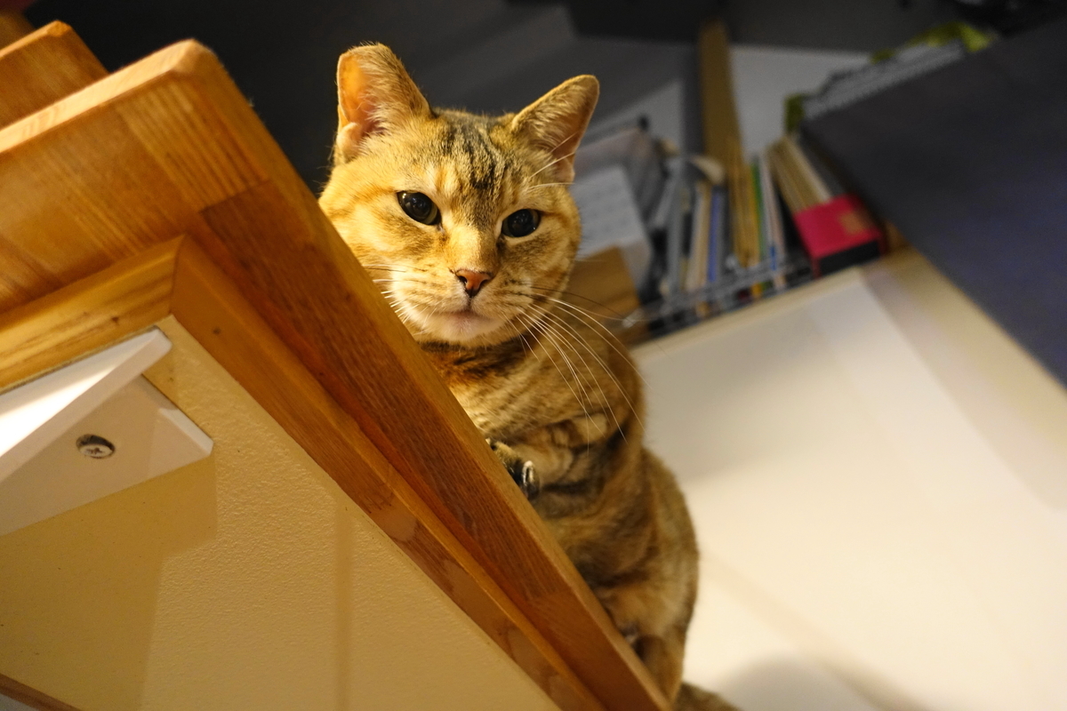 f:id:shigeo-t:20210324095332j:plain