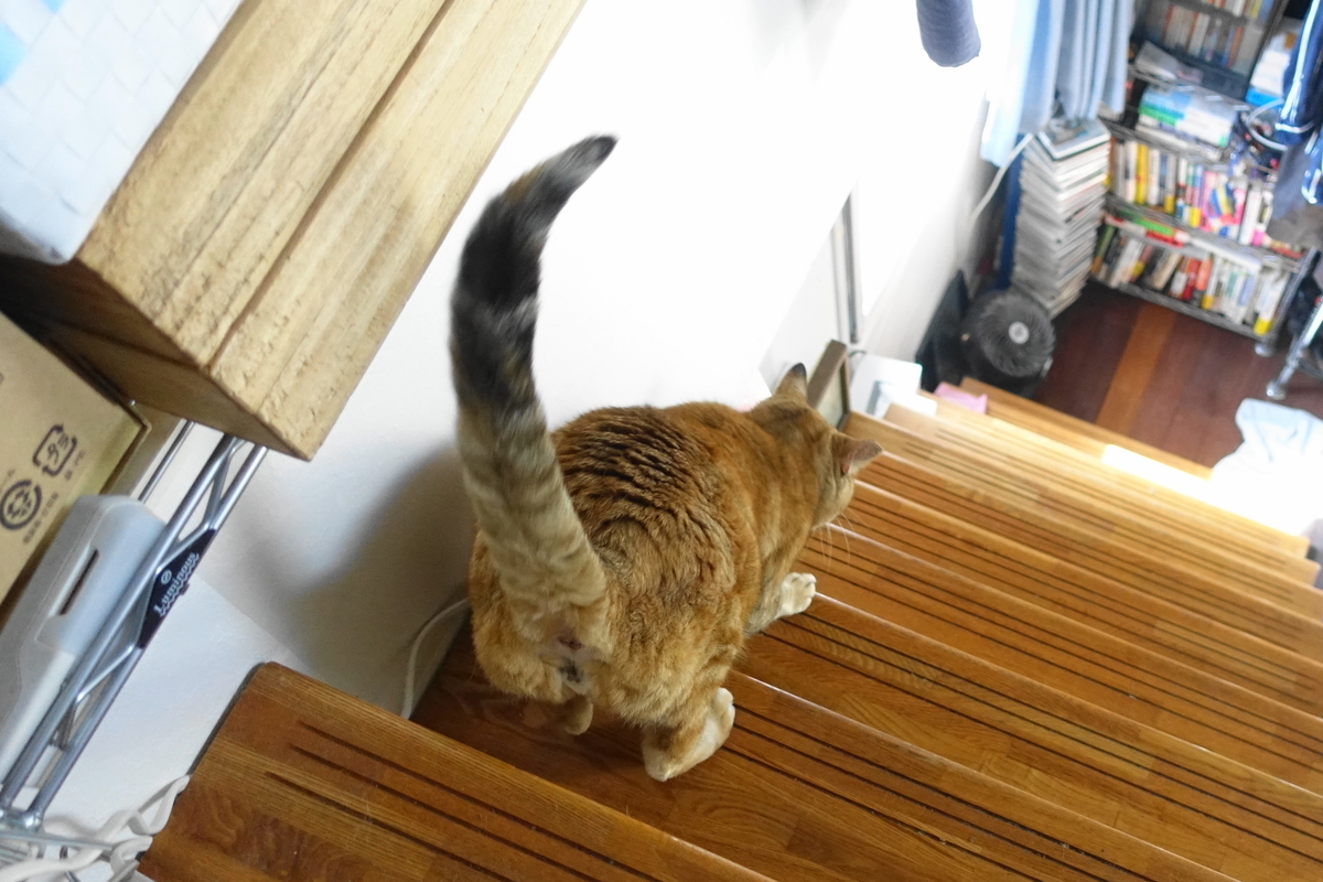 f:id:shigeo-t:20210324095522j:plain