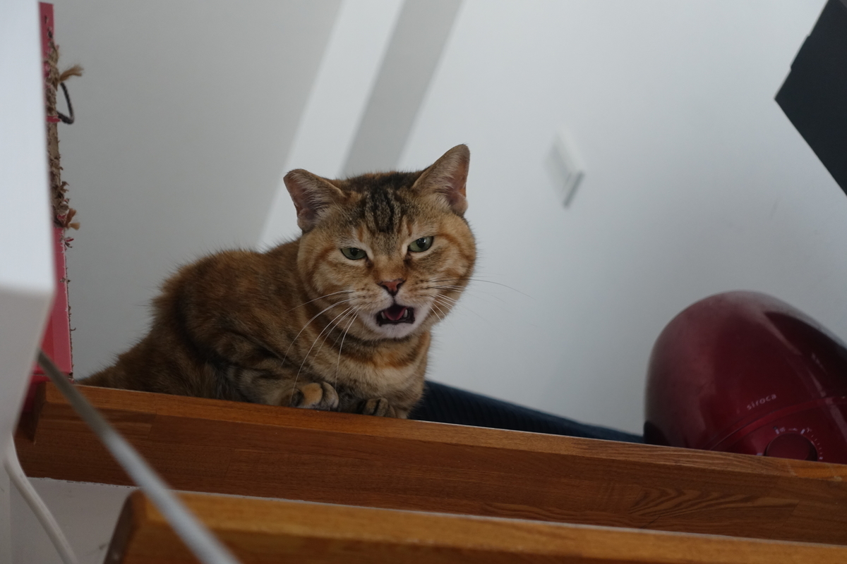 f:id:shigeo-t:20210324095609j:plain