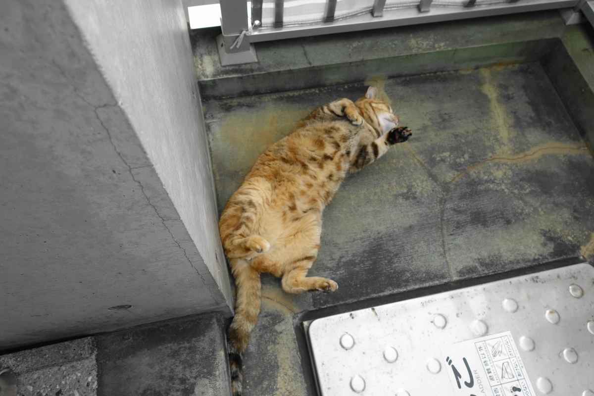 f:id:shigeo-t:20210324100300j:plain