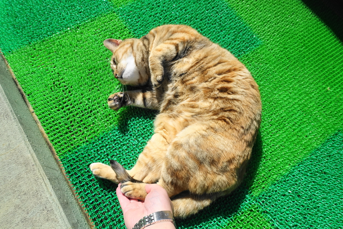 f:id:shigeo-t:20210324101520j:plain