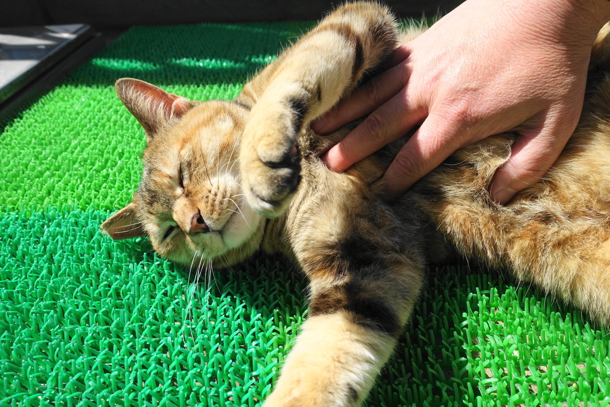 f:id:shigeo-t:20210324101907j:plain