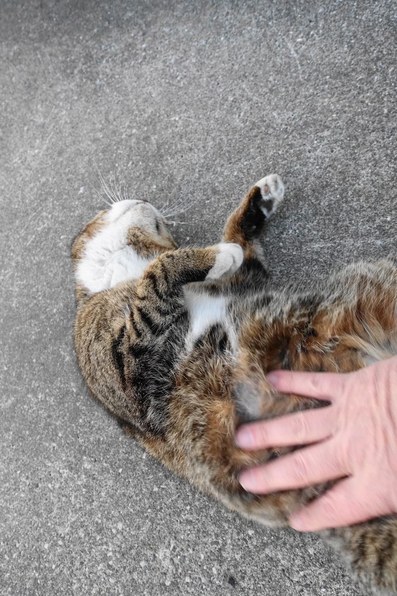 f:id:shigeo-t:20210326100648j:plain