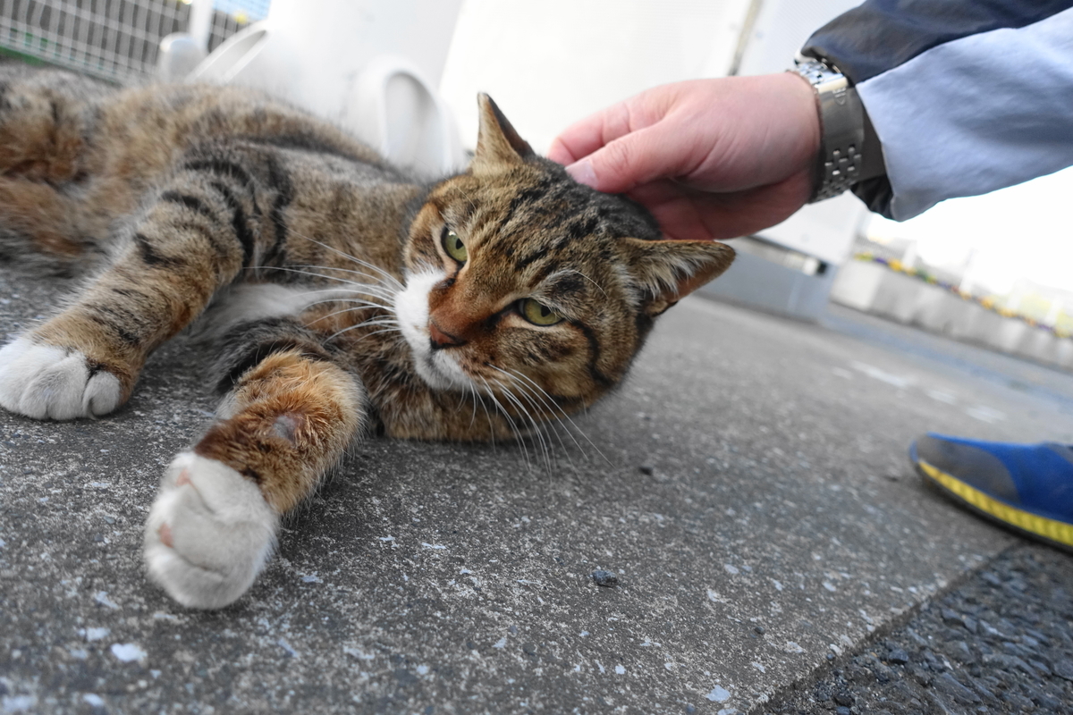 f:id:shigeo-t:20210326100703j:plain