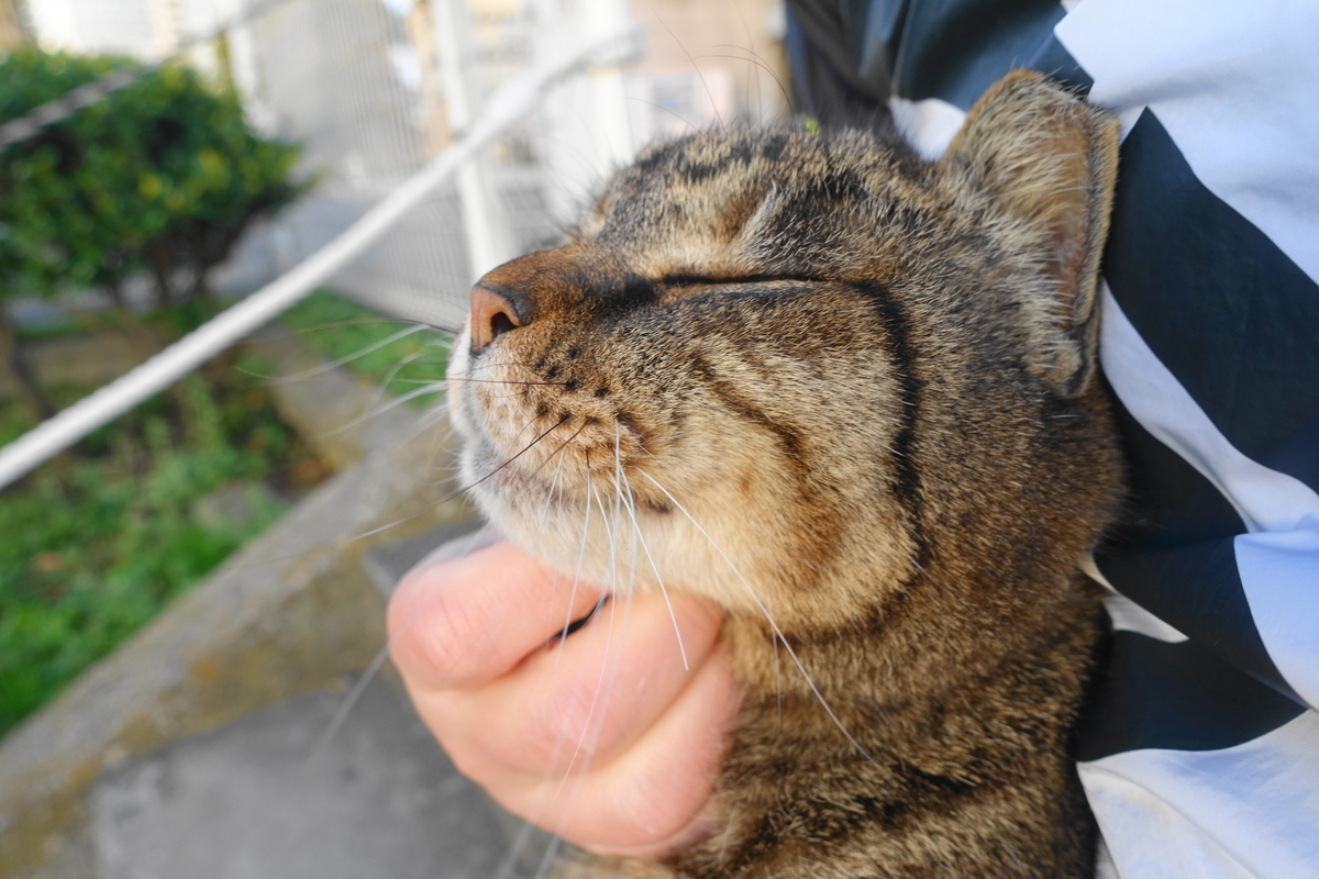 f:id:shigeo-t:20210326101414j:plain