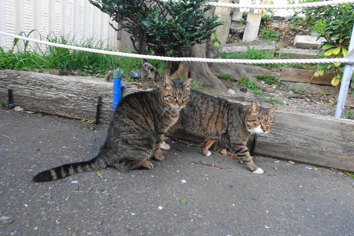 f:id:shigeo-t:20210326101512j:plain