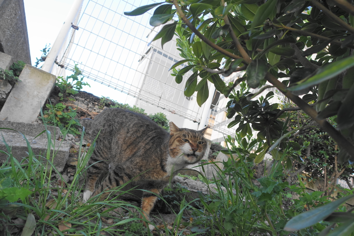 f:id:shigeo-t:20210326102841j:plain