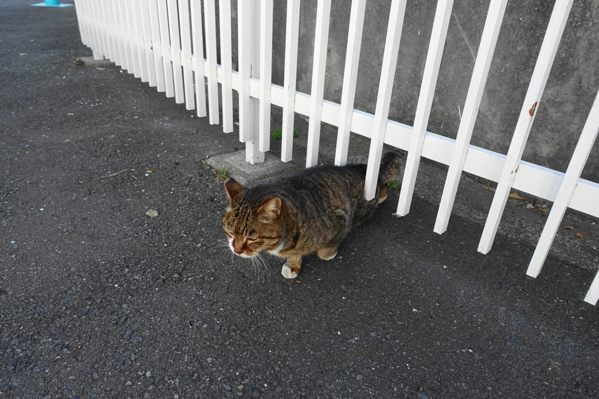 f:id:shigeo-t:20210326103041j:plain