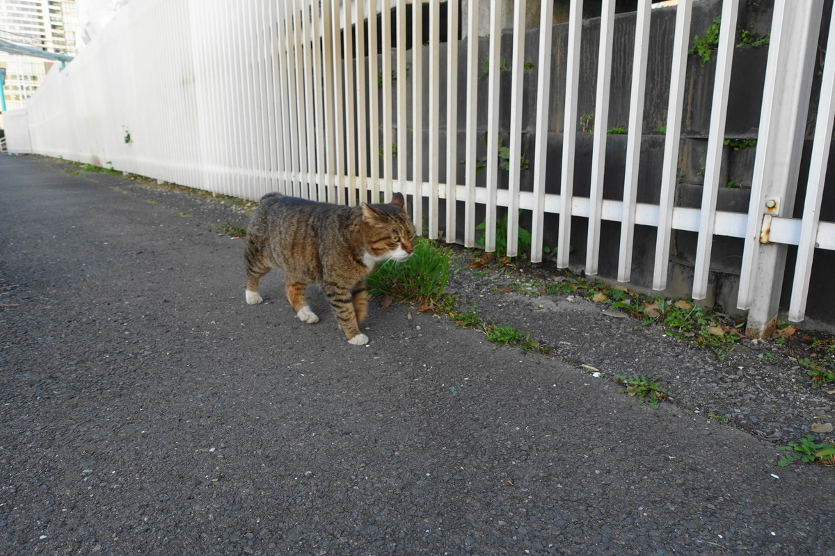 f:id:shigeo-t:20210326103102j:plain