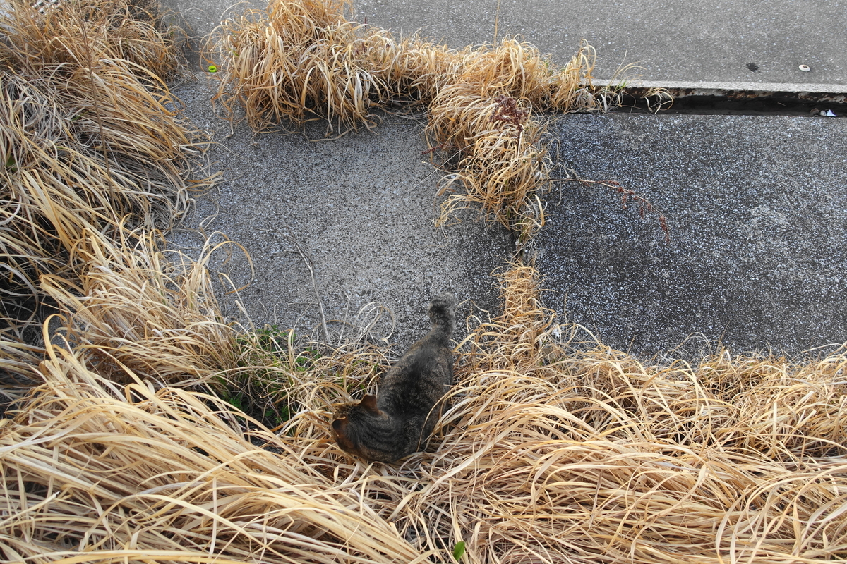 f:id:shigeo-t:20210326103327j:plain