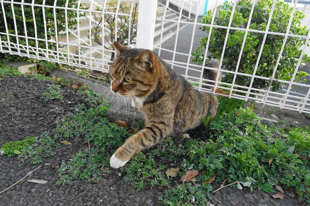 f:id:shigeo-t:20210326103442j:plain