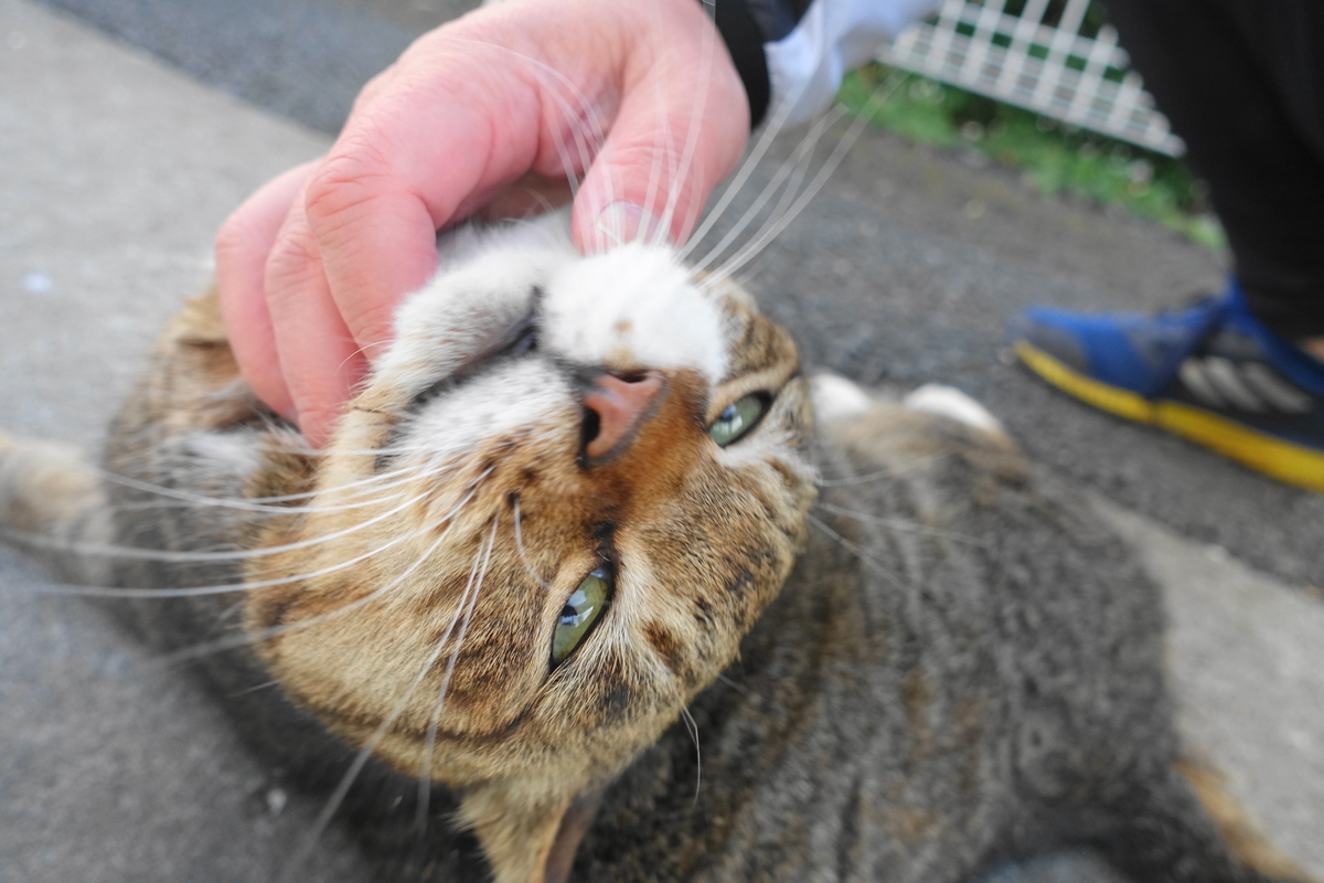 f:id:shigeo-t:20210326103519j:plain