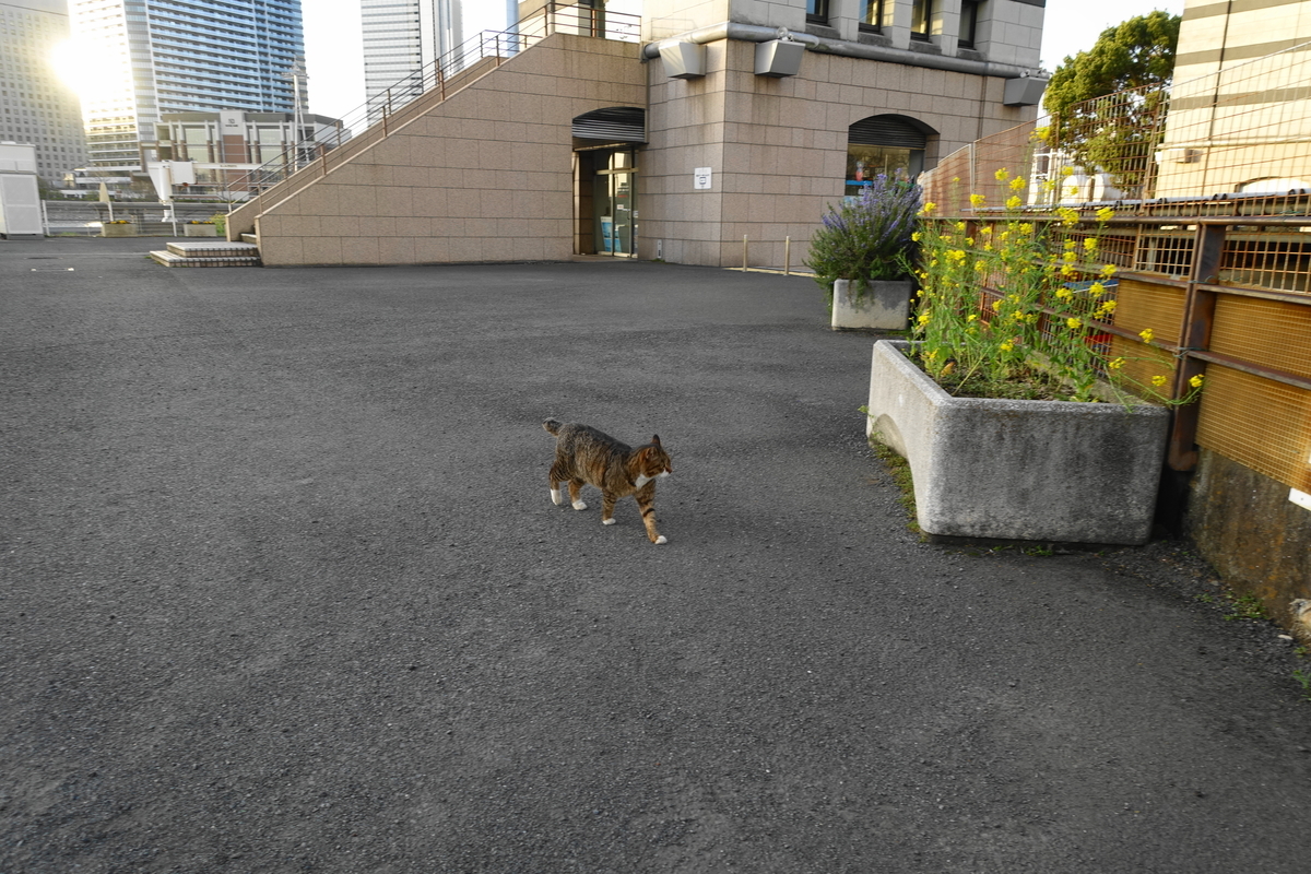 f:id:shigeo-t:20210326103553j:plain