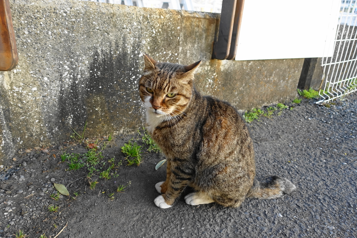 f:id:shigeo-t:20210326103622j:plain