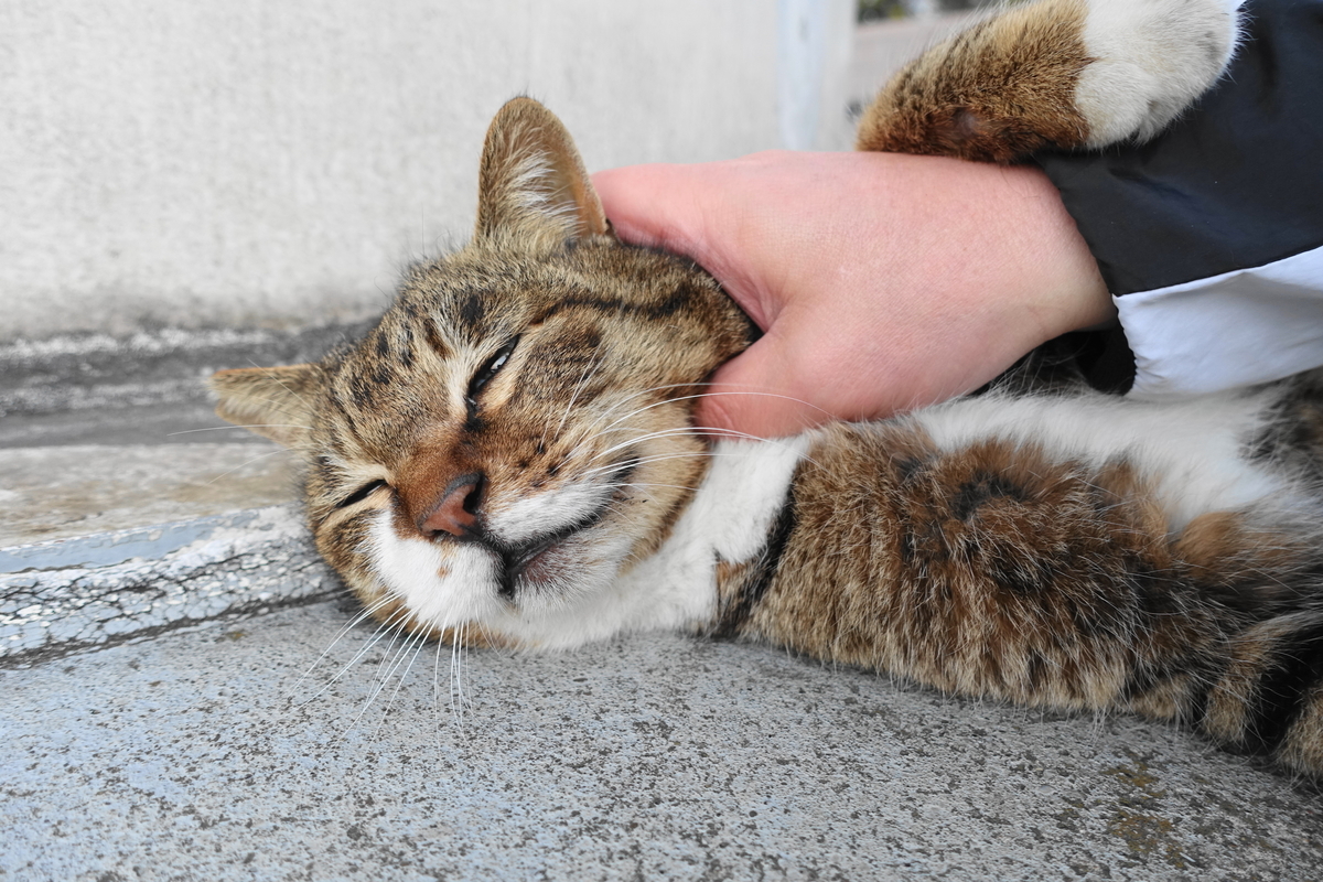 f:id:shigeo-t:20210326104038j:plain