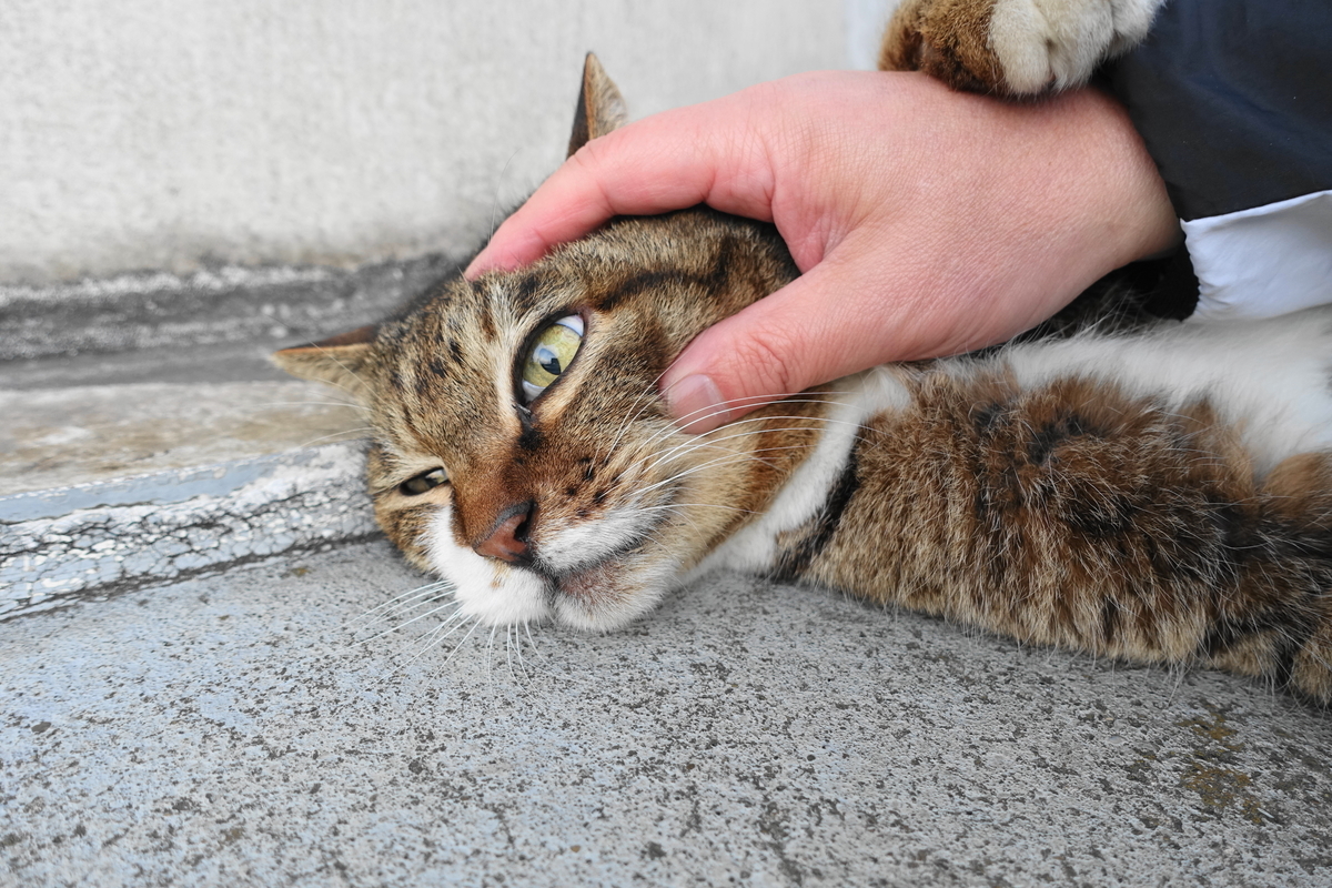 f:id:shigeo-t:20210326104105j:plain