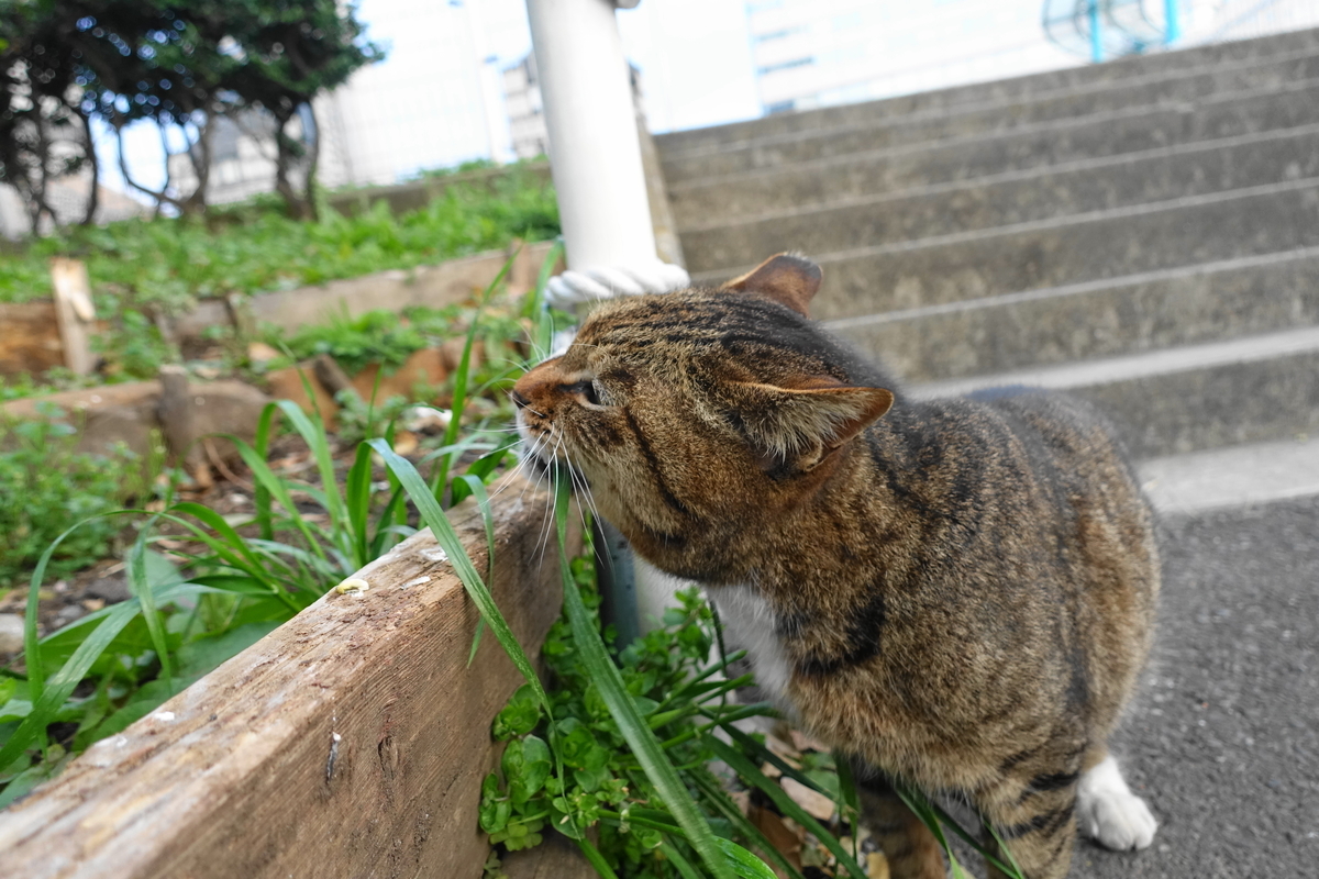 f:id:shigeo-t:20210326104346j:plain