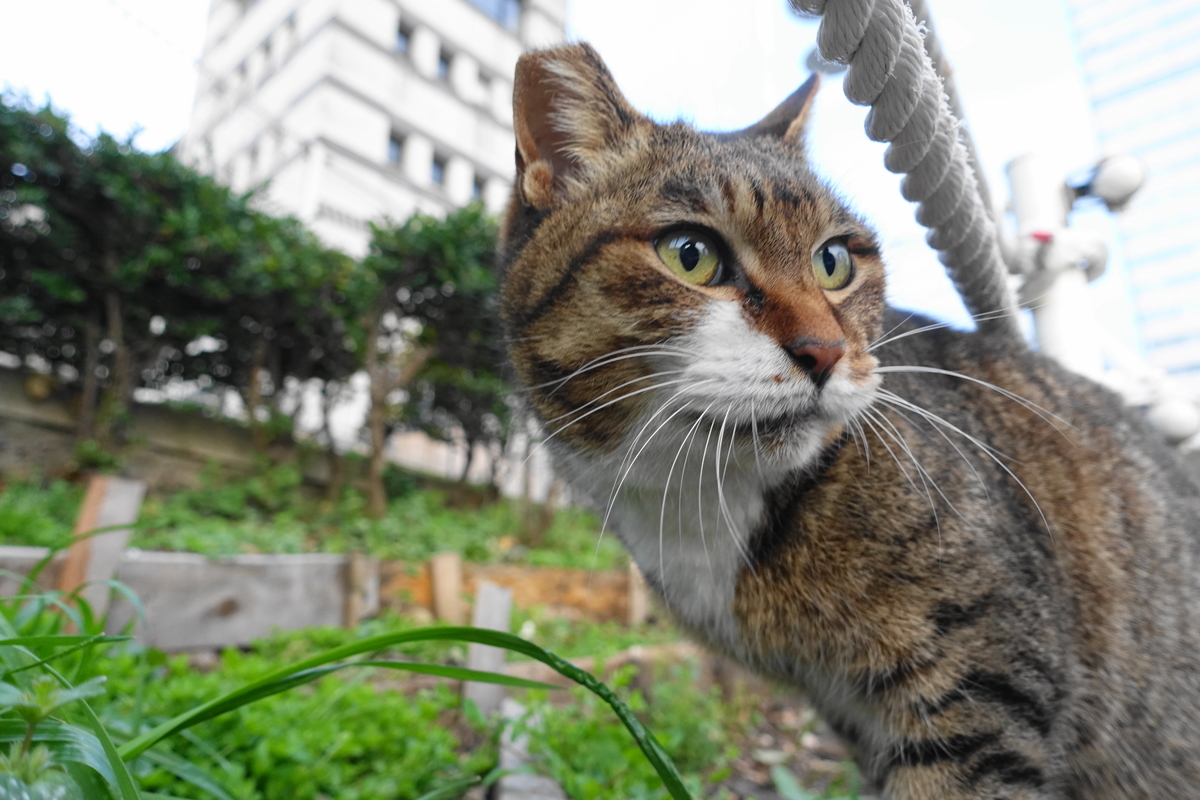 f:id:shigeo-t:20210326104418j:plain