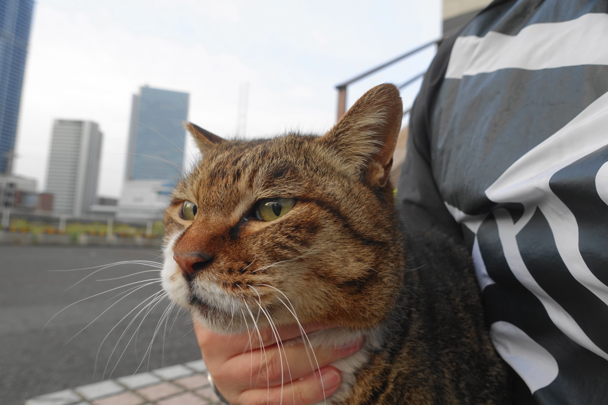 f:id:shigeo-t:20210326104516j:plain