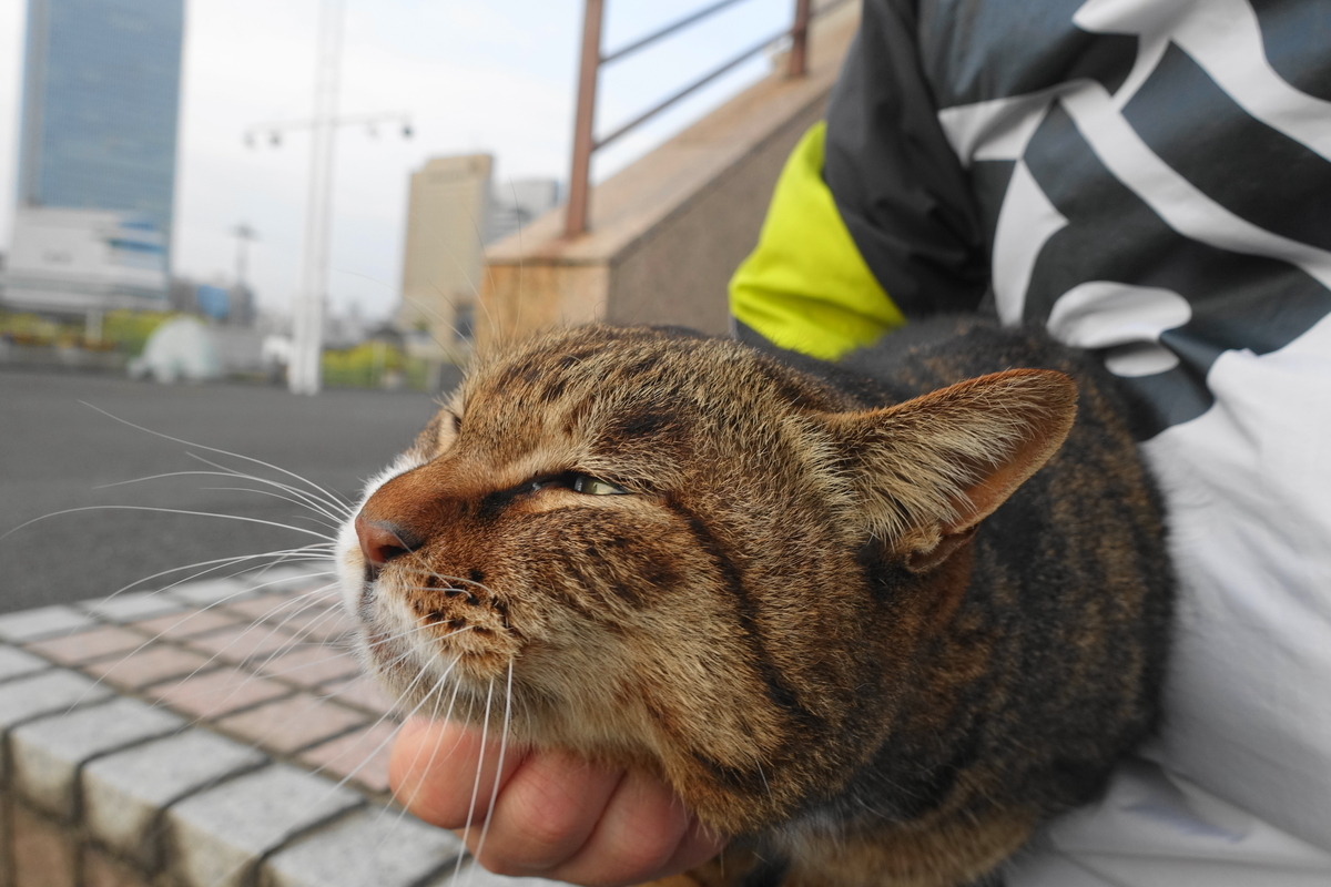 f:id:shigeo-t:20210326104532j:plain