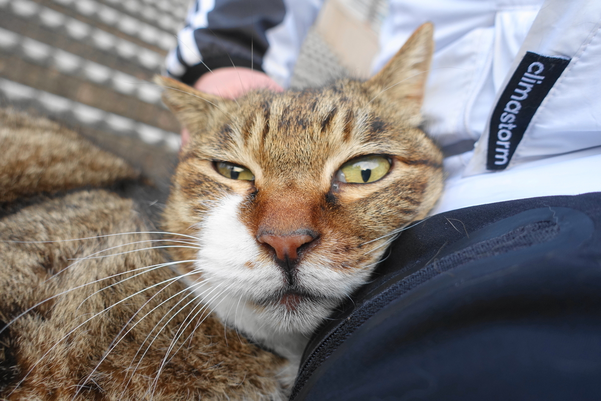 f:id:shigeo-t:20210326104546j:plain