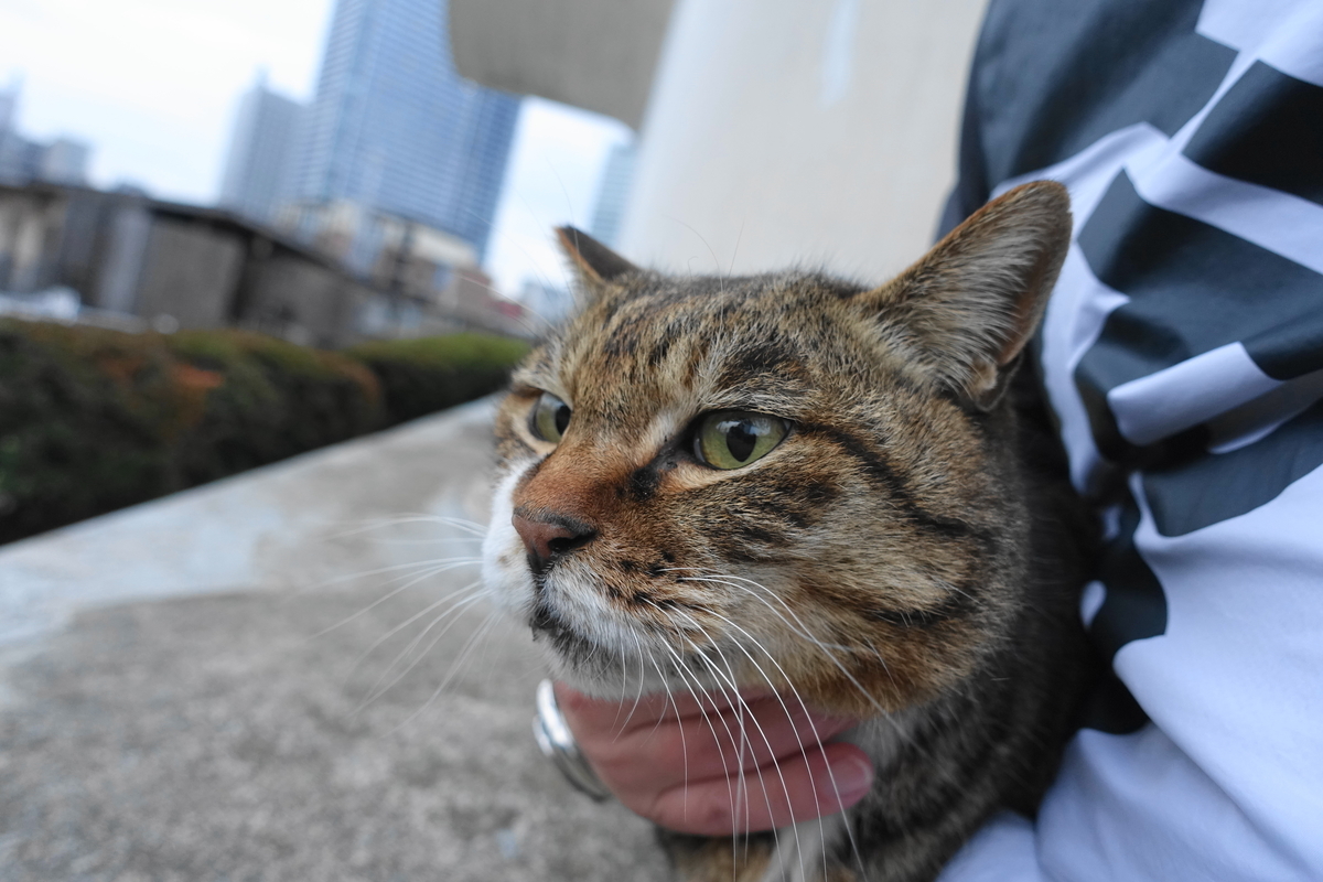 f:id:shigeo-t:20210328092411j:plain