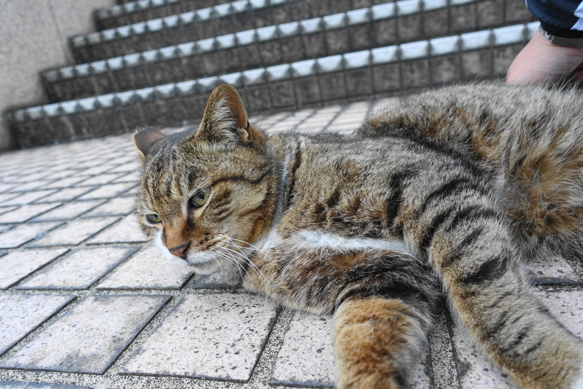 f:id:shigeo-t:20210328093150j:plain