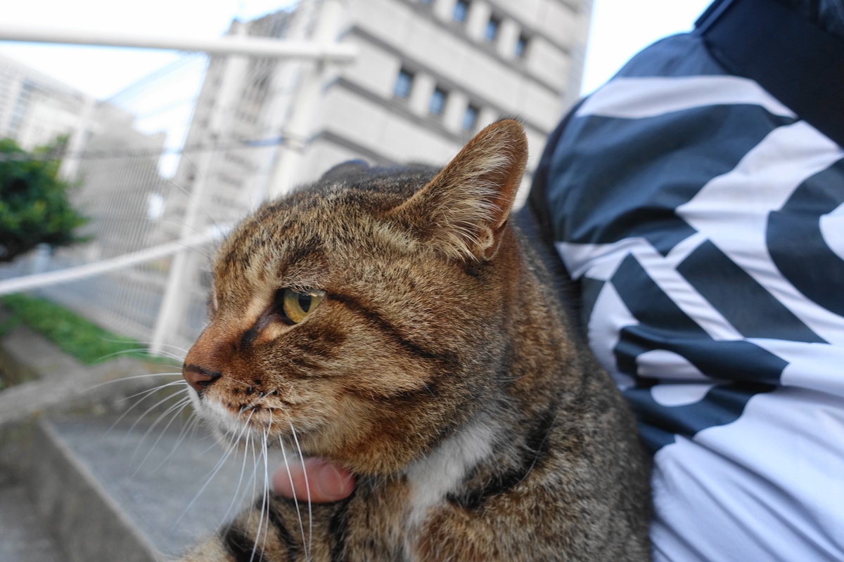 f:id:shigeo-t:20210328095918j:plain