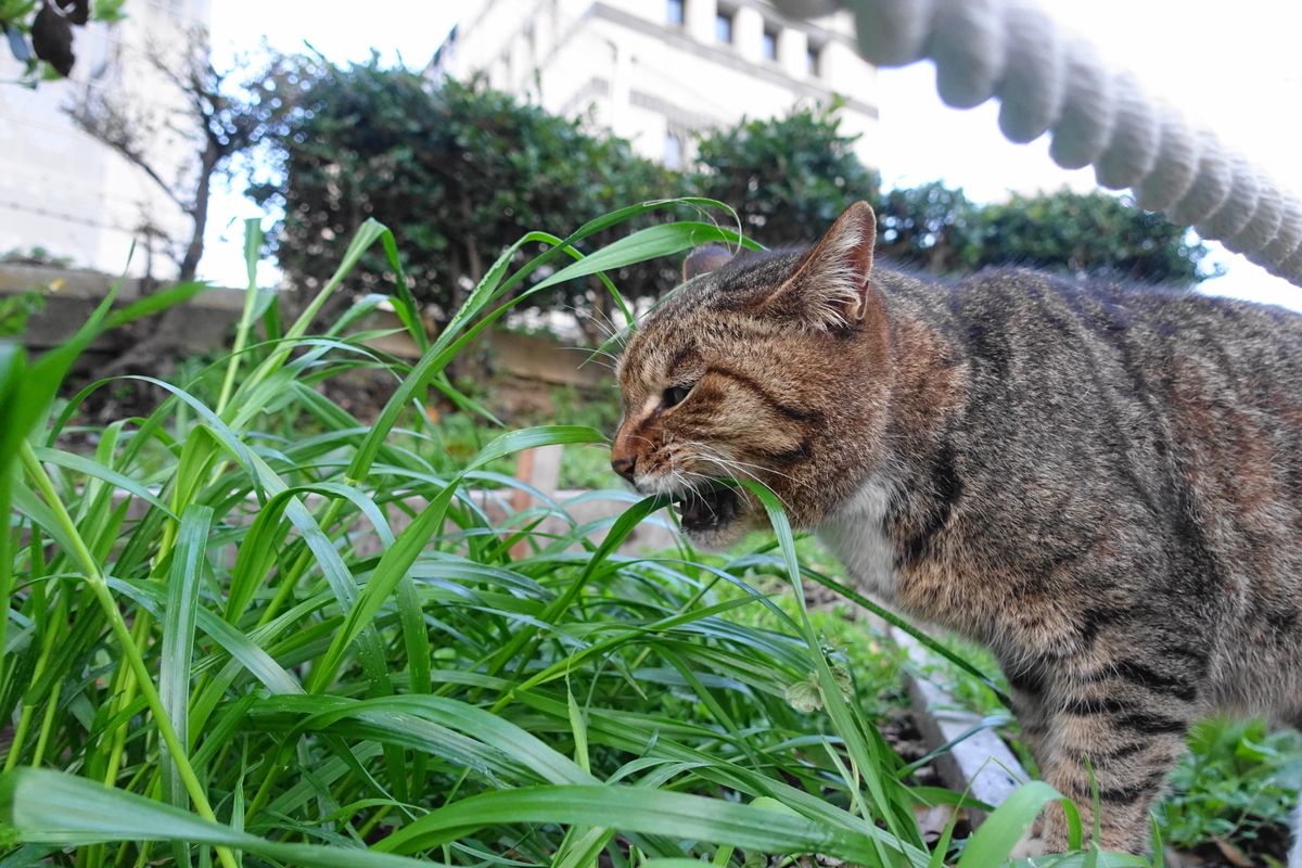 f:id:shigeo-t:20210328100025j:plain
