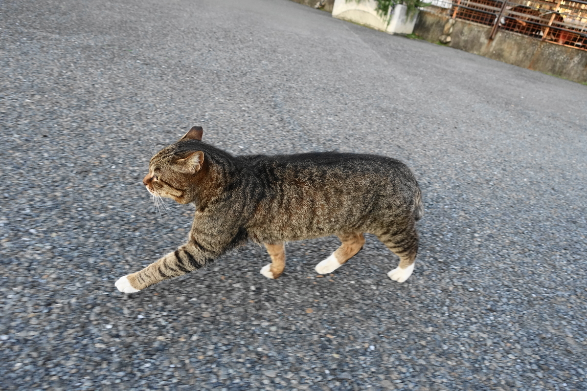f:id:shigeo-t:20210328101142j:plain